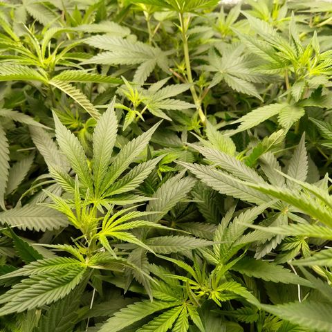 Inzane | Nepal growlog photo: Looking good, recovered well from supercropping.Possible male in our midst...giving it until Saturday then chopping if confirmed