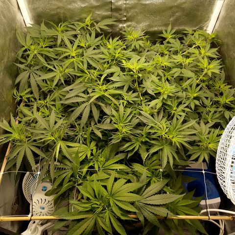 Inzane | Nepal growlog photo: Looking good, recovered well from supercropping.Possible male in our midst...giving it until Saturday then chopping if confirmed