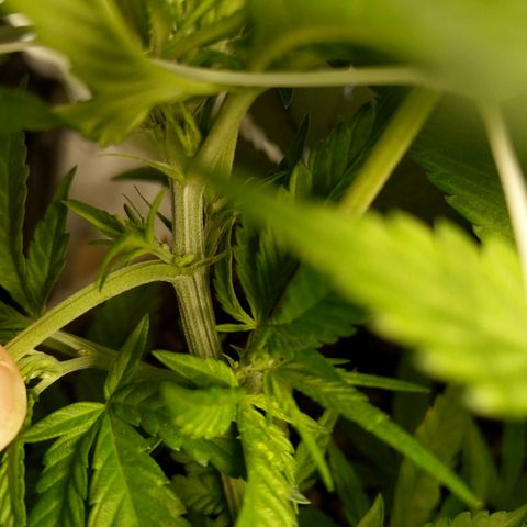 Inzane | Nepal growlog photo: Potential dude