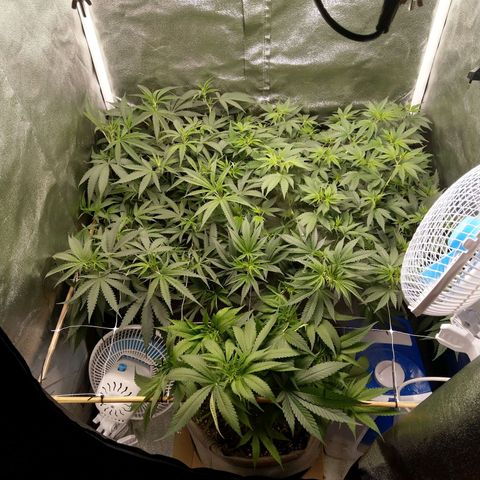 Inzane | Nepal growlog timeline photo