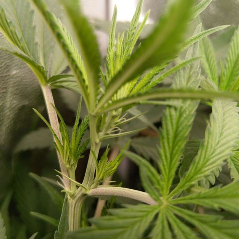 Inzane | Nepal growlog timeline photo