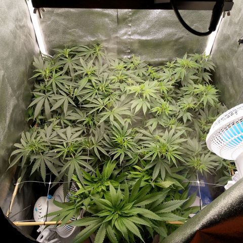 Inzane | Nepal growlog photo: Man enough,gonna chop