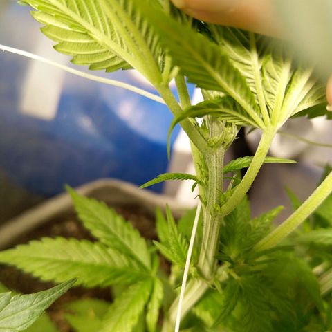 Inzane | Nepal growlog photo: Man enough,gonna chop