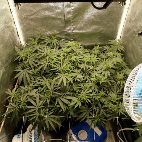 Inzane | Nepal growlog timeline photo