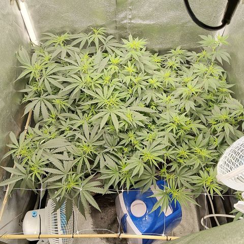 Inzane | Nepal growlog photo: Bushy,