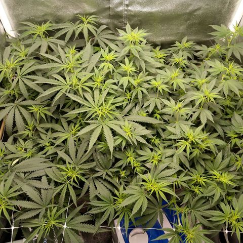 Inzane | Nepal growlog photo: Bushy,