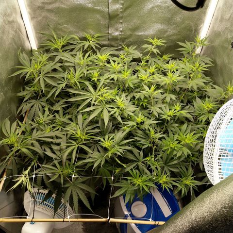 Inzane | Nepal growlog photo: Looking happy after nutes yesterday.Getting out of hand!