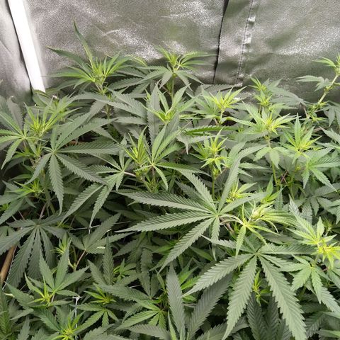 Inzane | Nepal growlog photo: Looking happy after nutes yesterday.Getting out of hand!