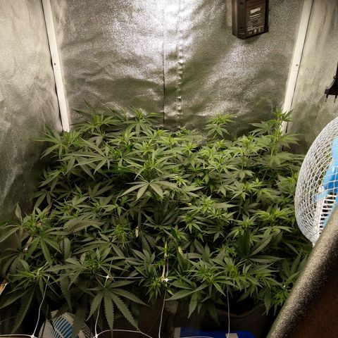 Inzane | Nepal growlog photo: Full stretch going on