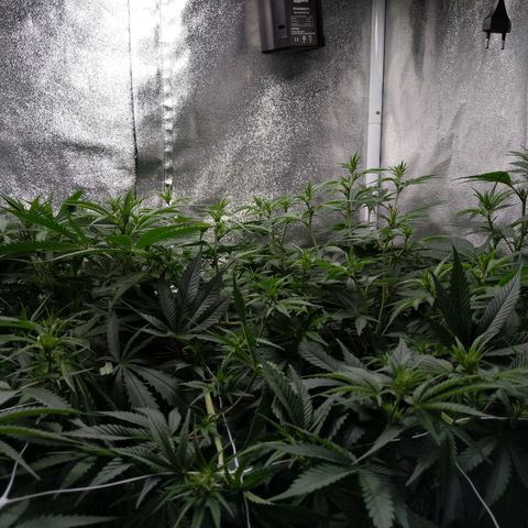 Inzane | Nepal growlog photo: Full stretch going on