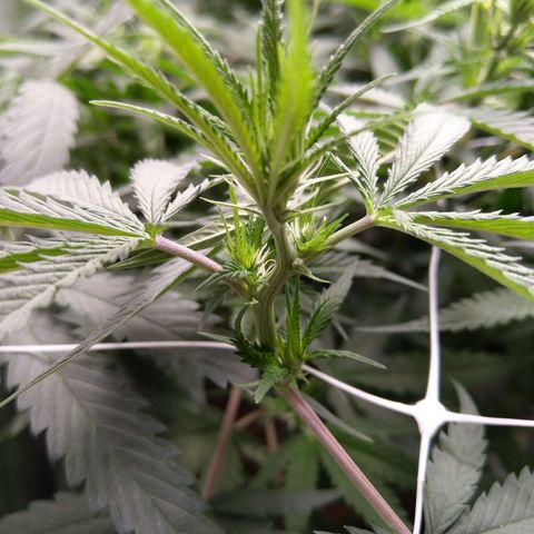 Inzane | Nepal growlog photo: Full stretch going on