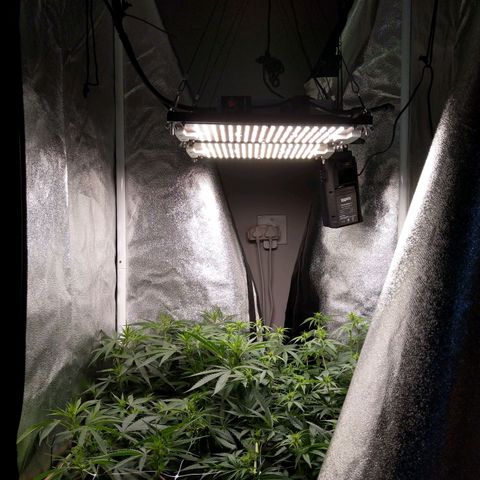 Inzane | Nepal growlog timeline photo