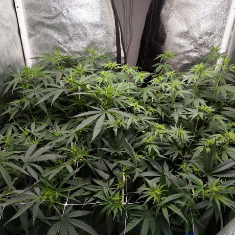Inzane | Nepal growlog timeline photo