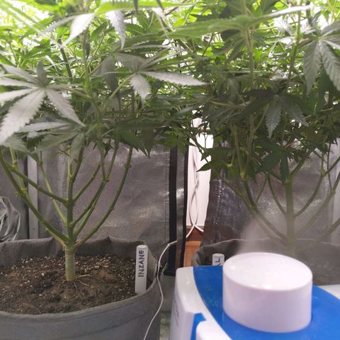 Inzane | Nepal growlog timeline photo