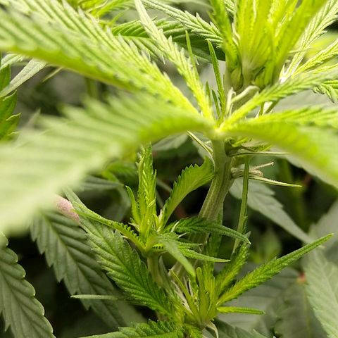 Inzane | Nepal growlog timeline photo