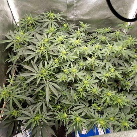 Inzane | Nepal growlog timeline photo