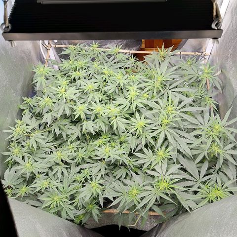 Inzane | Nepal growlog timeline photo