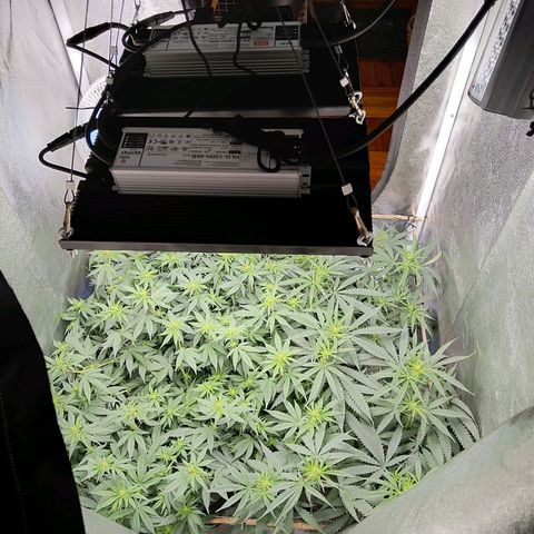 Inzane | Nepal growlog timeline photo