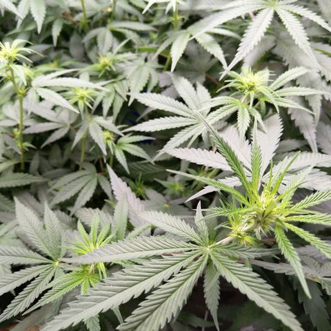 Inzane | Nepal growlog timeline photo