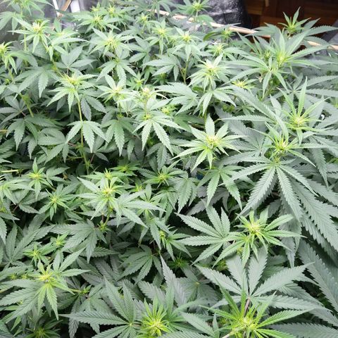 Inzane | Nepal growlog timeline photo