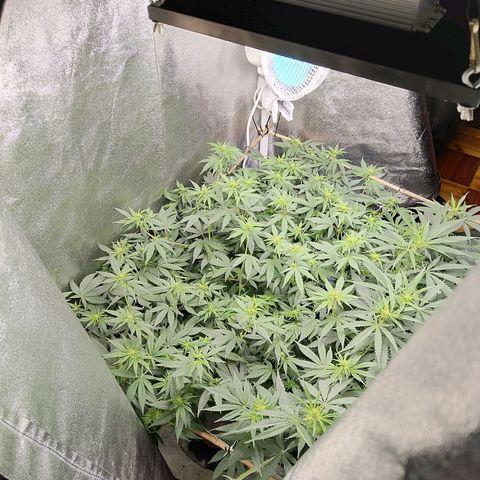 Inzane | Nepal growlog timeline photo
