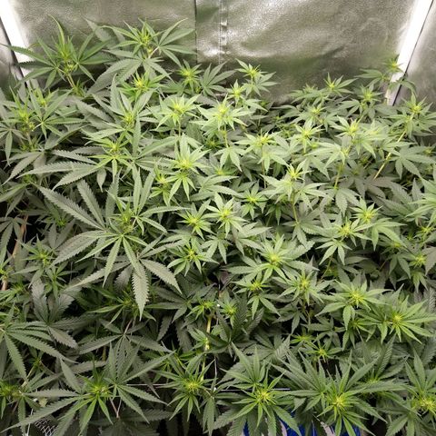 Inzane | Nepal growlog timeline photo