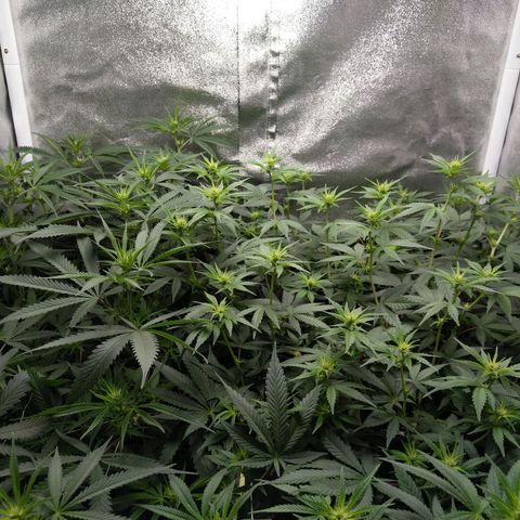 Inzane | Nepal growlog photo: Lights on,the stretch is real