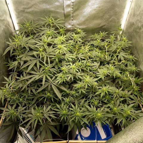 Inzane | Nepal growlog photo: Looking good,ready for good sleep