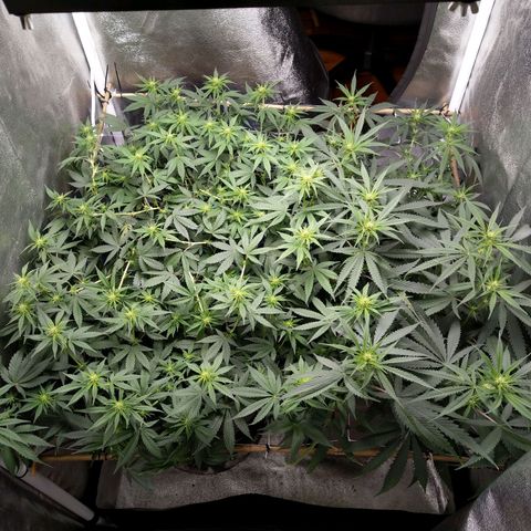 Inzane | Nepal growlog timeline photo
