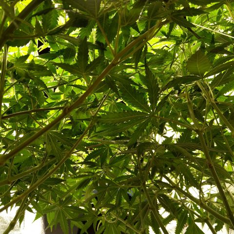 Inzane | Nepal growlog timeline photo