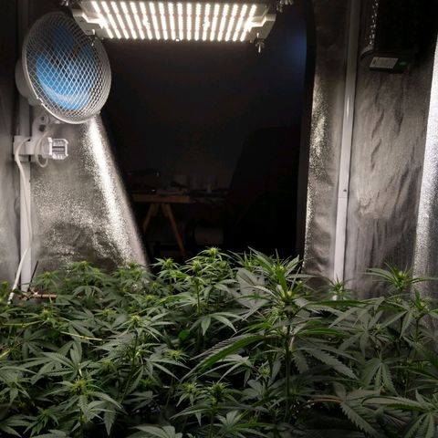 Inzane | Nepal growlog timeline photo