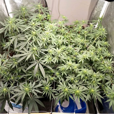 Inzane | Nepal growlog photo: More and less topped