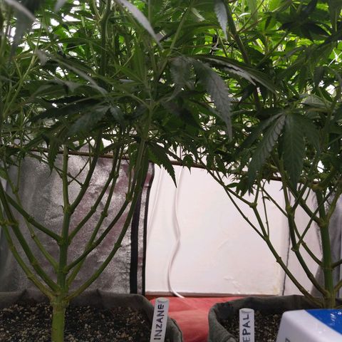 Inzane | Nepal growlog timeline photo