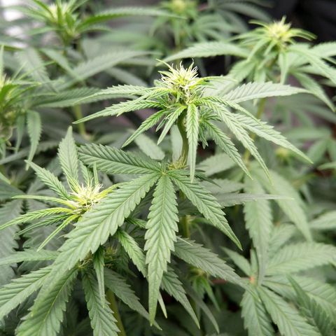 Inzane | Nepal growlog photo: Starting to bud