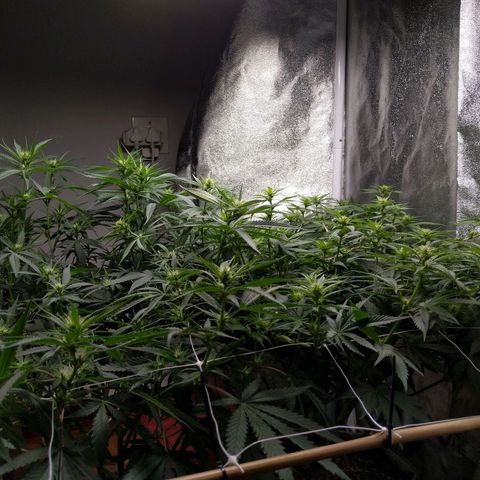 Inzane | Nepal growlog timeline photo