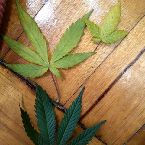Inzane | Nepal growlog timeline photo
