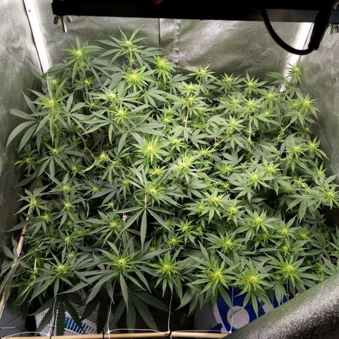 Inzane | Nepal growlog timeline photo