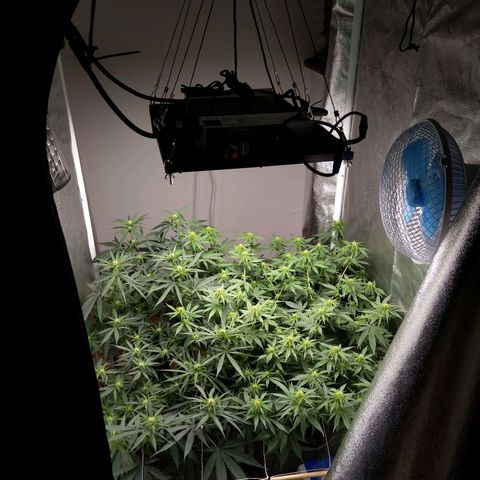 Inzane | Nepal growlog photo: Buds coming along nicely.Want to do a foliar feed but will wait and water tomorrow