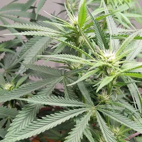 Inzane | Nepal growlog photo: Inzane producing bigger buds earlier on ..topped it less though so makes sense