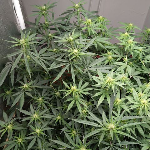 Inzane | Nepal growlog photo: Inzane producing bigger buds earlier on ..topped it less though so makes sense