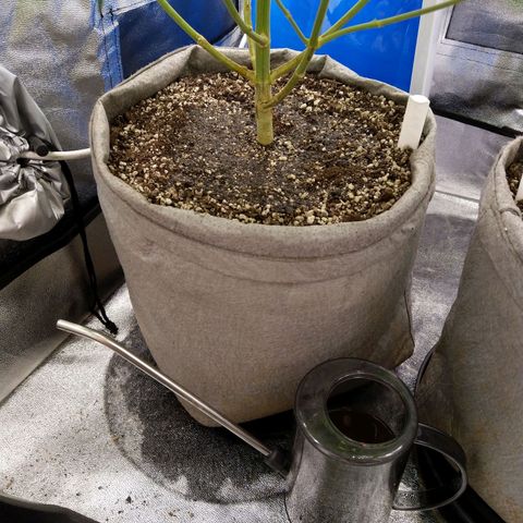 Inzane | Nepal growlog photo: Best feeding thingamagiggy