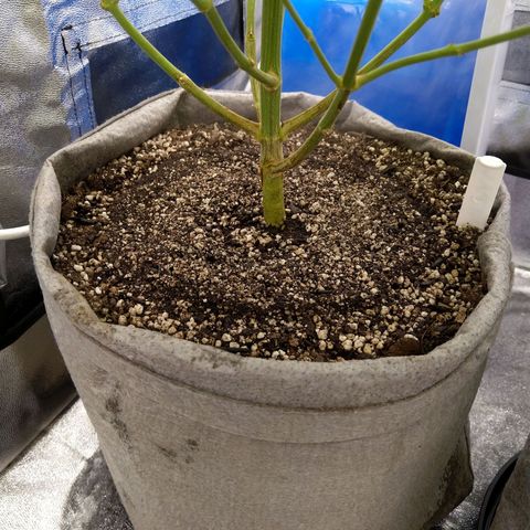 Inzane | Nepal growlog photo: Pots post 2.5L feed each.