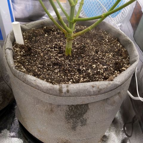 Inzane | Nepal growlog photo: Pots post 2.5L feed each.