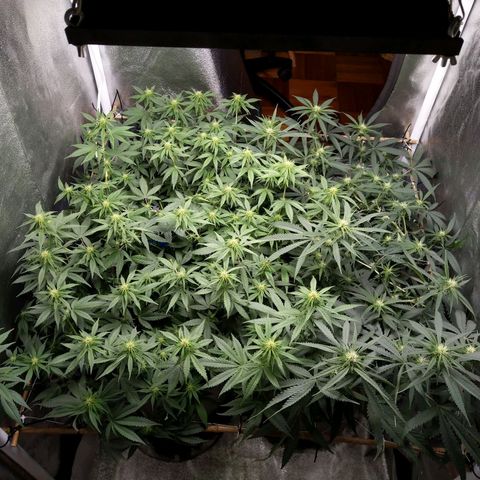 Inzane | Nepal growlog photo: Canopy uneven but looking healthy