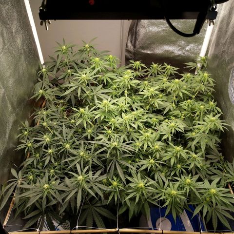 Inzane | Nepal growlog timeline photo