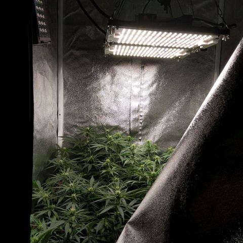 Inzane | Nepal growlog photo: Accepted that I'm most likely not going to get this canopy even. Will be doing final and aggressive lollipop/defoliation below netting tomorrow or Friday just before feed.
