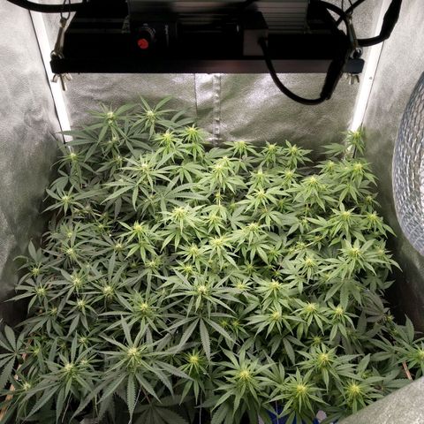 Inzane | Nepal growlog photo: Accepted that I'm most likely not going to get this canopy even. Will be doing final and aggressive lollipop/defoliation below netting tomorrow or Friday just before feed.