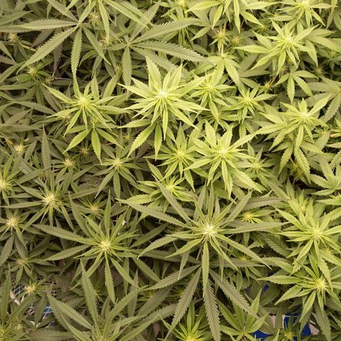 Inzane | Nepal growlog photo: They seem to be fine after heavy defoliation yesterday...bit worried about lime colour of right plant compared to left. Plant looks happy though?