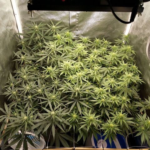 Inzane | Nepal growlog photo: They seem to be fine after heavy defoliation yesterday...bit worried about lime colour of right plant compared to left. Plant looks happy though?