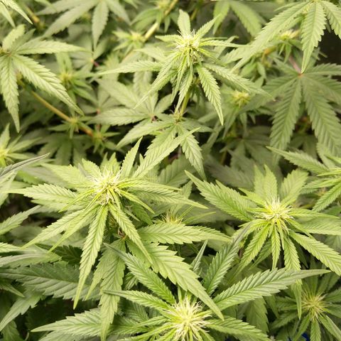 Inzane | Nepal growlog photo: Lime colour